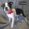 HALLOWEEN SPECIAL Gorgeous Boston Terrier Puppies 3 LEFT! 