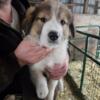 Great Pyrenees cross puppies looking for their new home.