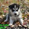 Purebred Siberian Huskies 