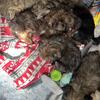 Shih Tzu baby boys