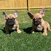 AKC Registered | French Bulldogs