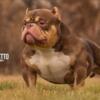 Pocket American Bully Pup