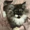 SOLD Black smoke bicolor Persian
