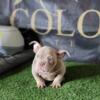 Exotic bully male pup available