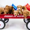 Goldendoodle puppies! Kentucky! For Sale!