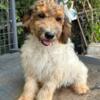 Reduced Goldendoodle