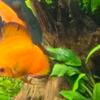 Discus breeding pair