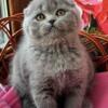 NEW Elite Scottish fold kitten from Europe with excellent pedigree, female. Wendy