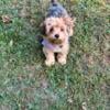 Yorkie poo Female (Finley)