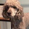 4 year old standard poodle $300