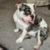 Female akc English bulldog