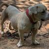 Bully sale females and males 