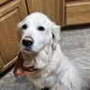 Proven AKC Golden Retriever Stud Service