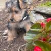 Yorkie siblings seeking good homes