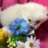 Pomeranian puppies 4 males 3 females