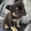 Fluffy Frenchie Female