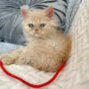 Selkirk Rex curly kitten Milton