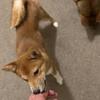Shiba Inu purebred puppies