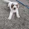 Gorgeous Party Standard Poodle Puppies
