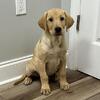 Lab puppies
