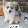 Corgi puppies