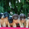 Darling Litter of Newfypoo Puppies