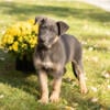 AKC German Shepherd male and female puppies in Indiana