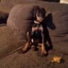 Female Doberman puppy For sale.