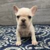 Sadie- Cream Female- KY BlueGrass Frenchie Kentucky French Bulldog