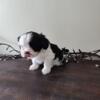 Ckc shihtzu puppies ready for new homes