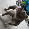 American pocket/standard bully female 1 year old