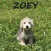 Zoey Female Schnoodle Puppy