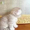 BRITISH SHORTHAIR KITTENS BOY AND GIR 