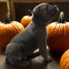 Cane Corso Puppies 