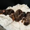 Chocolate Yorkie Pups