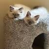 Bonded Ragdoll girls looking for a forever home together . 