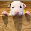 bull terrier puppy litter