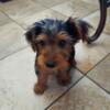 Gorgeous Male Yorkie Terrier