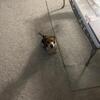 Beagle puppies