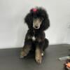 Female Moyen Poodle puppy