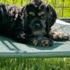 AKC Cocker Spaniel Puppies in Clio MI