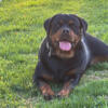 Akc Rottweiler puppies