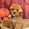 Cavapoo puppies for sale - Luxe Pups breeding Orlando, Florida