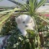 Three Female Maltese shih tzu Lapsa Apso puppy