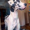 Great Dane Female $600