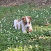 ACD/Terrier Beauty!