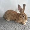 Pure flemish giant rabbits fawn color female - will be huge