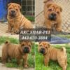 Shar-Pei Pup Needs a Forever Home