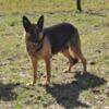 German Shepherd adult female