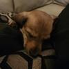 Full blooded daschund puppy